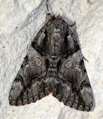 Catocala verrilliana