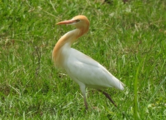 Bubulcus ibis