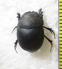 Metacatharsius opacus