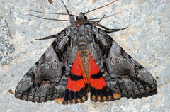 Catocala verrilliana