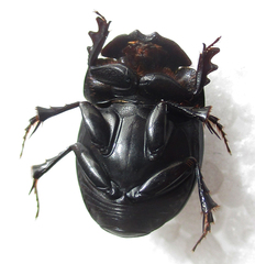 Metacatharsius opacus