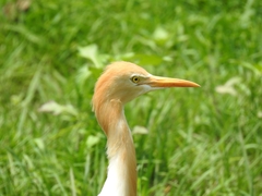 Bubulcus ibis