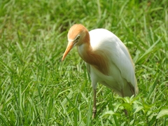 Bubulcus ibis