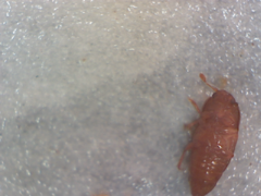 Coleoptera