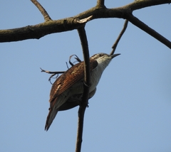 Cacomantis sonneratii