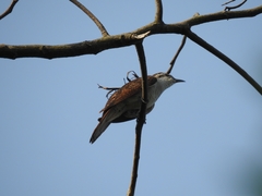 Cacomantis sonneratii