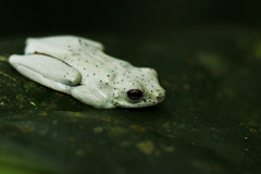 Hyperolius ocellatus