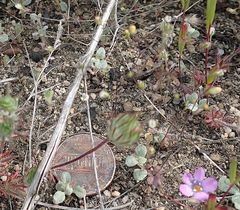 Nemacladus parikhiae