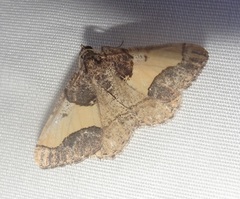 Frederickia hypaethrata