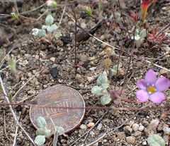 Nemacladus parikhiae