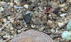 Nemacladus parikhiae