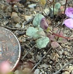 Nemacladus parikhiae