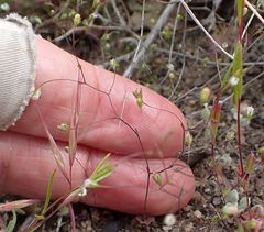 Nemacladus parikhiae