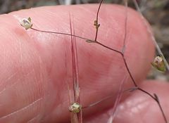 Nemacladus parikhiae