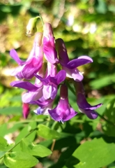 Lathyrus polyphyllus
