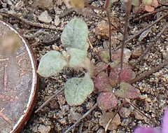 Nemacladus parikhiae