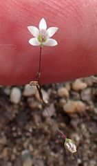 Nemacladus parikhiae