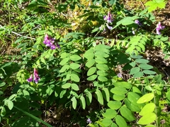 Lathyrus polyphyllus