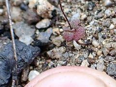 Nemacladus parikhiae