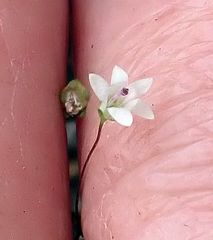 Nemacladus parikhiae