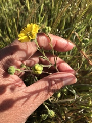 Hemizonia congesta lutescens