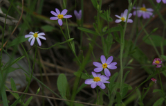 Chaetopappa bellidifolia
