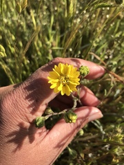 Hemizonia congesta lutescens