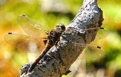 Leucorrhinia borealis