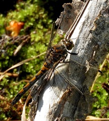 Leucorrhinia borealis