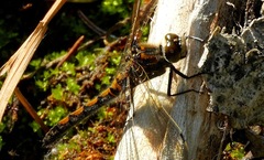 Leucorrhinia borealis