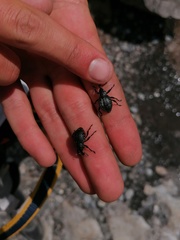 Liparus glabrirostris