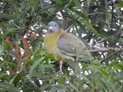 Treron phoenicopterus