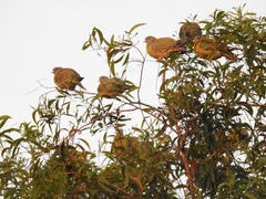 Treron phoenicopterus