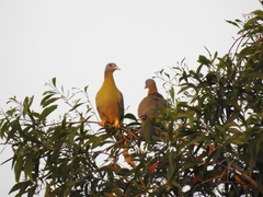 Treron phoenicopterus