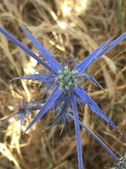 Eryngium creticum