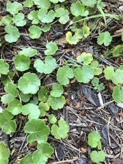 Hydrocotyle sibthorpioides