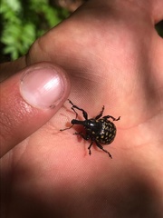 Liparus germanus