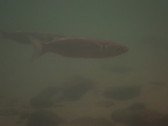 Gracilimugil argenteus