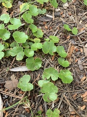 Hydrocotyle sibthorpioides