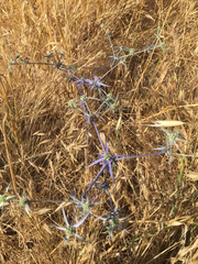 Eryngium creticum