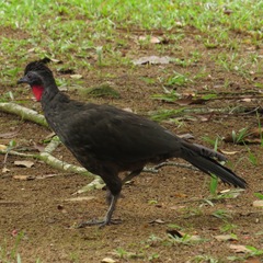 Penelope superciliaris