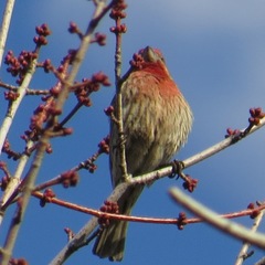 Haemorhous mexicanus