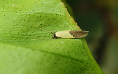 Opogona protodoxa