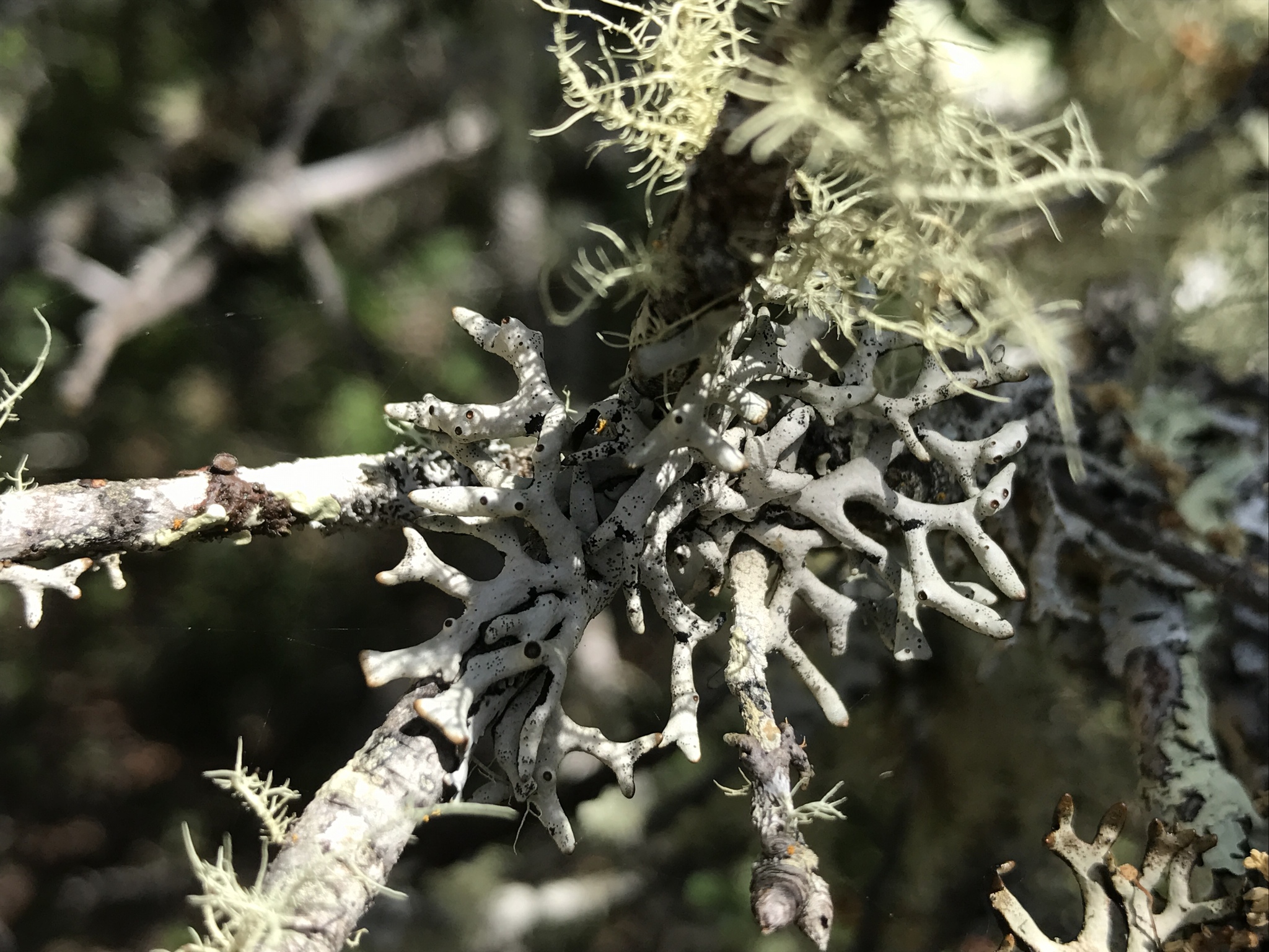 Hypogymnia imshaugii image