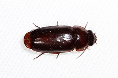 Pseudomorpha