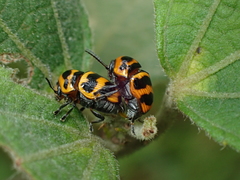 Cryptocephalus trifasciatus