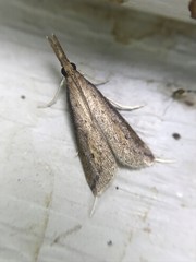 Donacaula maximellus