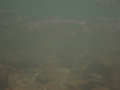 Gracilimugil argenteus