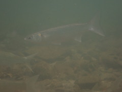 Gracilimugil argenteus