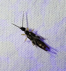 Spongiphoridae